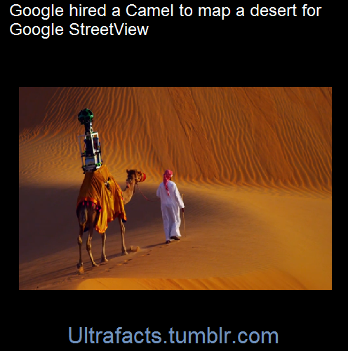 ultrafacts:  Raffia the 10-year-old camel has become the very first animal to help with Google’s mapping missions, using one of the company’s Trekker cameras to capture the landscape of the Liwa Desert in Abu Dhabi, United Arab Emirates (UAE).Raffia