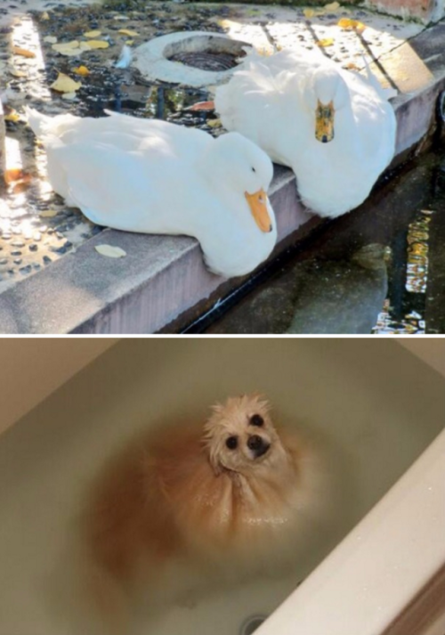 jellybubble: tastefullyoffensive: Animal Puddles (more) @zenshousewife