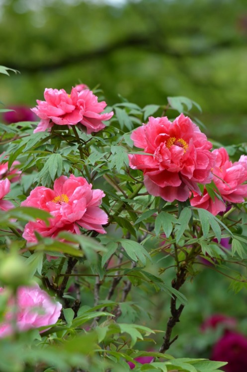 Tree peonyBotan