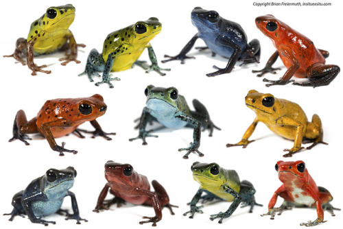 gamebird:toadschooled:Remarkably, all of the frogs shown here are of the same species. The strawberr