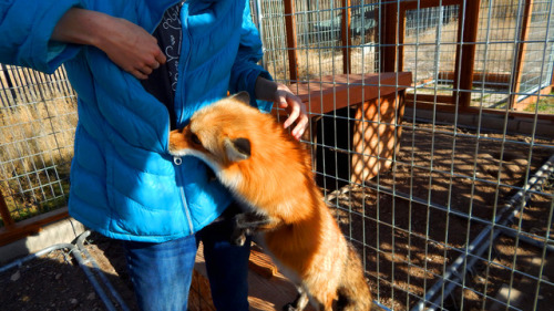 I love the faces foxes make, especially when staring at the camera, they’re just so darn cute and fl