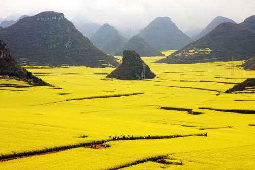 ovadiaandsons: Canola Flowers Field, China