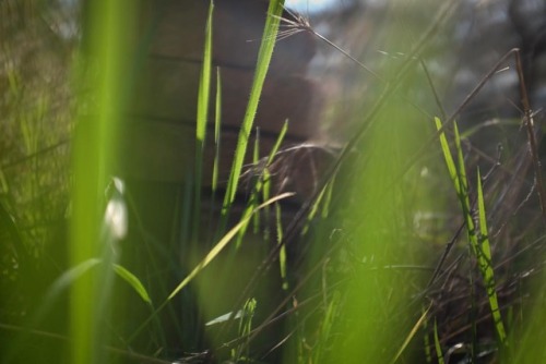 #signsofspring in the abandoned garden. ほったらかしの庭に春の光。 (presso Narni, Italy)