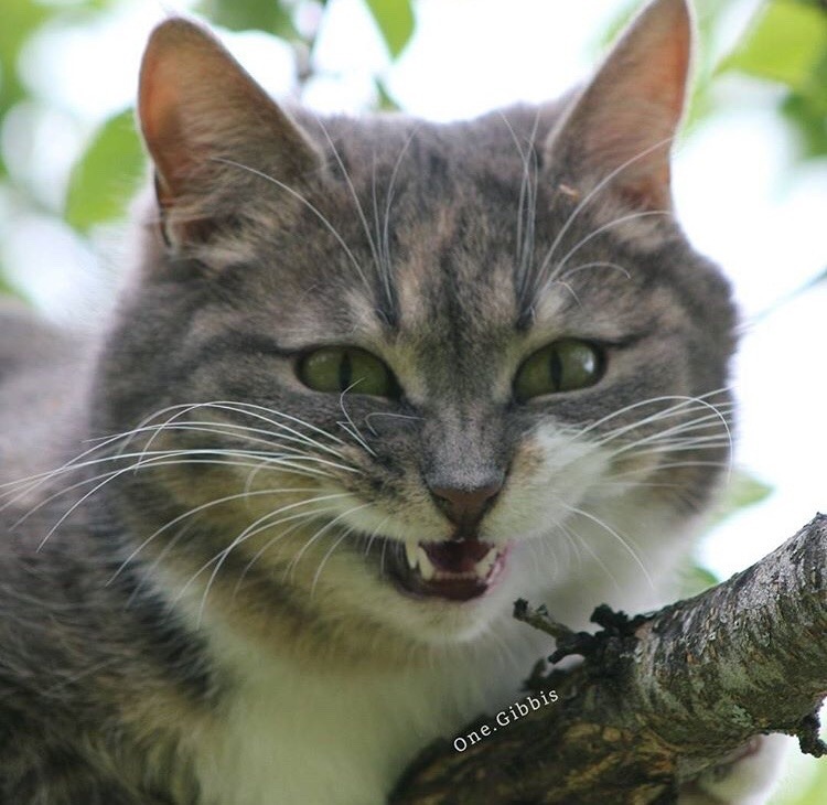 friendly-animals:  Follow me for more cute animals! (: