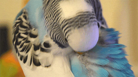 kazooie: budgiechops: Gentle preening  @krysyoyo 
