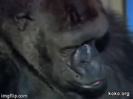 Porn bowdowntobeef:  sixpenceee:Koko the gorilla, photos