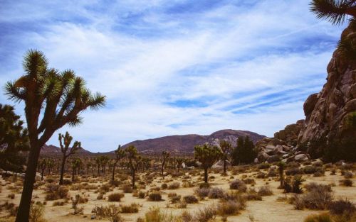 Expanse - Joshua Tree National Park, CA (35mm film Kodak Ektachrome 100) - May 2021 . . . #film #fil