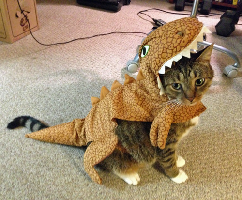 tastefullyoffensive:  Best Pet Costumes of Halloween 2013 (Part 3)Previously: Part 2, Part 1, Best Adult Costumes, Best Kid Costumes   That pulp fiction one! Its awesome