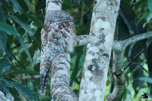 Great Potoo  This bird and the Brown Creeper has some of the best camouflage I&rsquo;ve ever see