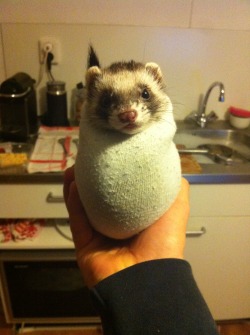 its-mokka:  Mokka crawled into my sock. What even are ferrets? 