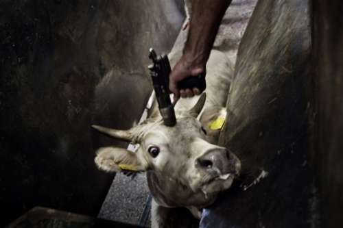 congenitaldisease: The Hidden Death - Tommaso Ausili visited a slaughter house in Italy where he cap