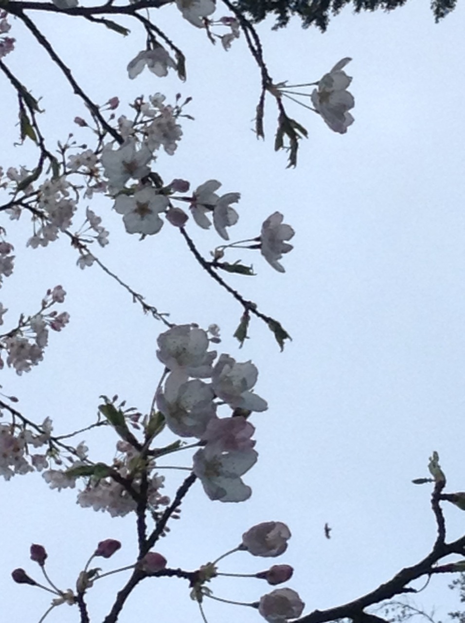 cometpng:  04/11/14  Flowers are blooming and so am I 