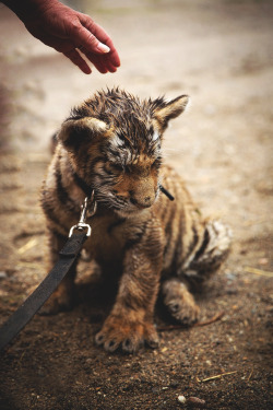 captvinvanity:  Little tiger | Photographer | CV  