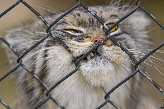 daughter-of-the-red-land:  chinon: bunjywunjy:  crystallinecrow:  slusheeduck:  im-fairly-whitty:  fizzy-dog:  i love cats you have long cat (serval) ear cat (sand cat) small evil cat (black footed cat) spherical cat (pallas cat) cat who probably watches