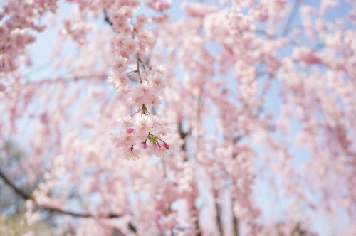 枝垂れ桜が大好き。