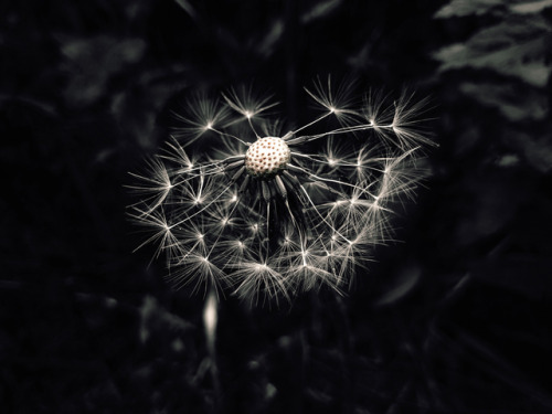 taraxacum