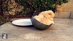theparadoxgina:  Chow Puppy Can’t Get Out of Bowl [x]