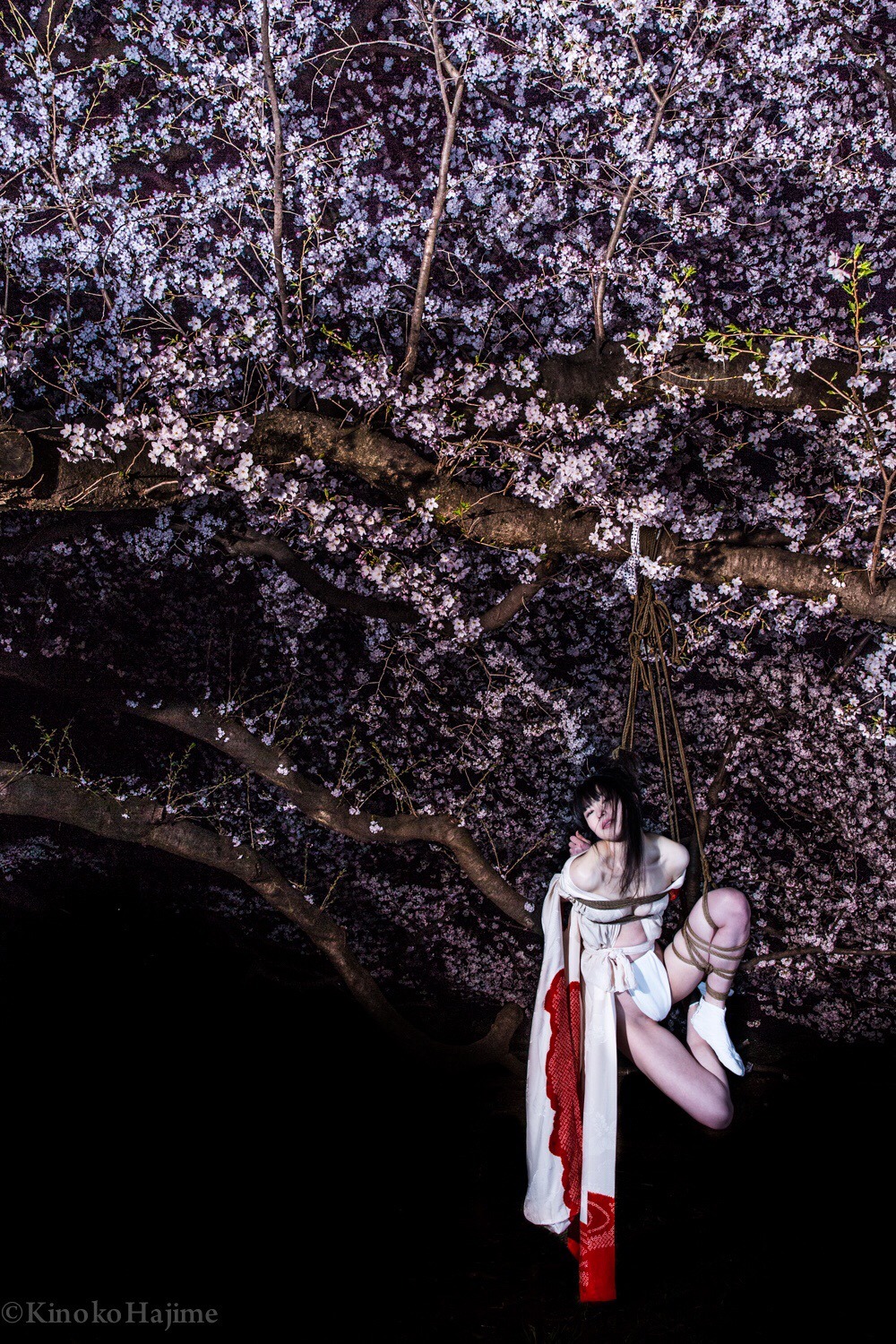 kinokohajime:  夜桜緊縛Cherry Blossom Bondage In The Midnight  夜桜緊縛:Cherry