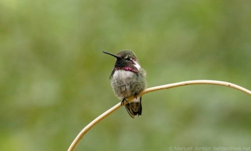 Costa’s hummingbird’ Arizona. #hummingbirds #birds #birding #nature #wildlife #birdphotography