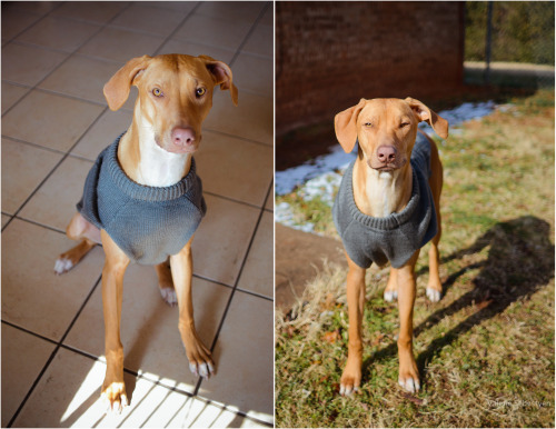 Kenya, 9 mo. Rhodesian Ridgeback 