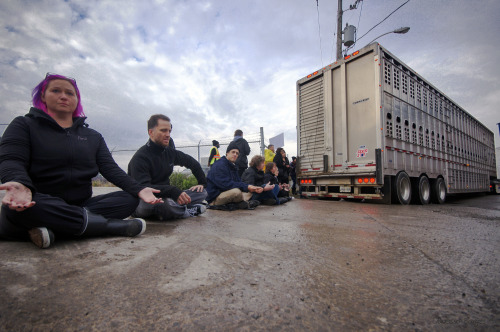 Meet Me at the Stockyards - Toronto This is an action taking place on Thurs. Nov. 6, assembly at 8 a