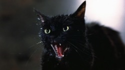 Tales from the Darkside - Cat from Hell 