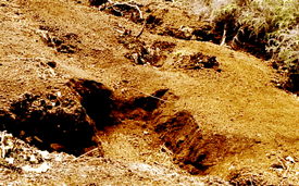 chocolateandpeanutcandy:  Over-bright dinosaurs and other prehistoric reptiles, just