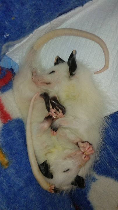 opossummypossum: Opossums are usually solitary animals, but these two leucistic (white) siblings, As