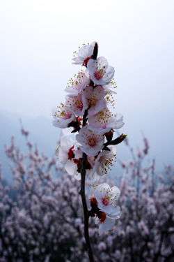 c1tylight5:  flower on the great wall | Jeremy