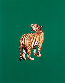 artexpansion:  Sarah Charlesworth, Tiger