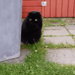 onlylolgifs:  Kitty getting ready for a hunt 