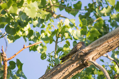 Common nighthawk