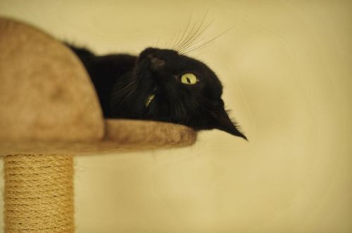 雨すごいね。 #japan #tokyo #animals #cat #blackcat #catstagram #nikonphotographyhttps://www.instagram.co