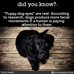 did-you-kno:  “Puppy-dog eyes” are real. According  to research, dogs produce more facial  movements if a human is paying  attention to them.  Source Source 2