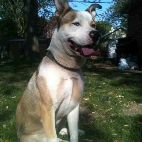 Name reyMisterio hasky with mom pitbull