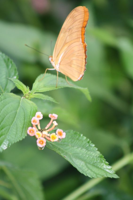 Lantana.