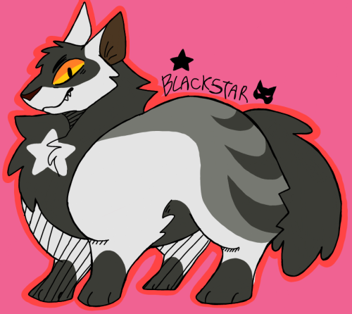 More Cats