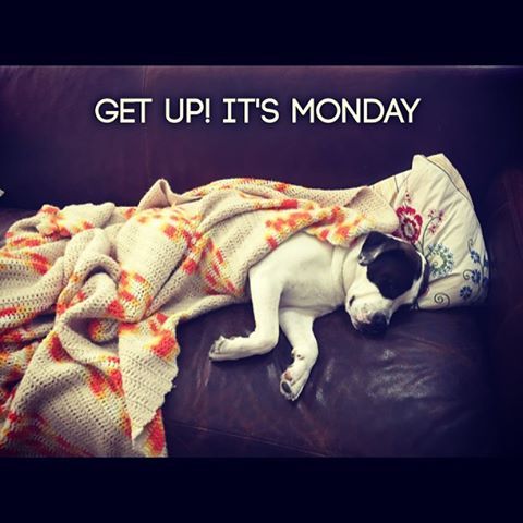 #monday #dog #dogs #cute #lazydog