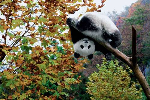 Pandas and parasitesGiant pandas, the international symbol of conservation, are one of the most love