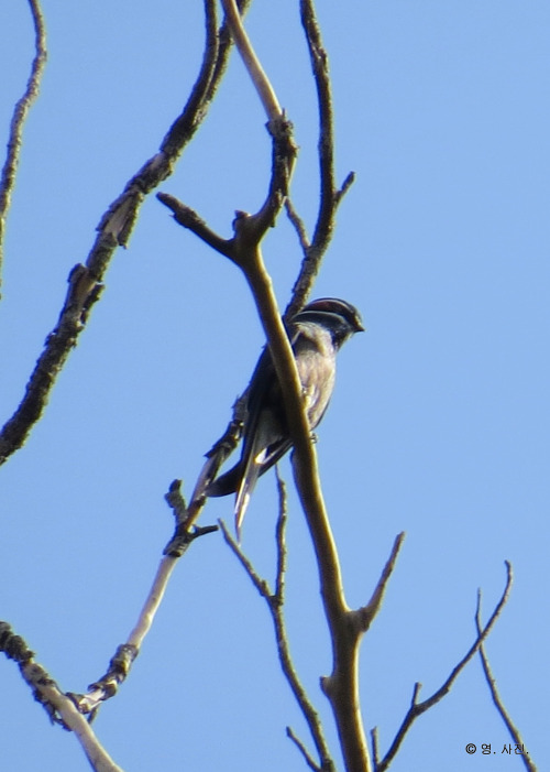 Whiskered Treeswift.Panti.