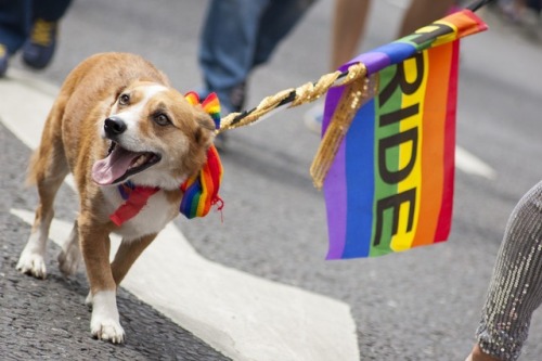 butchsakura:art-nimals:Happy Pride!  Images: Bustleim so glad these gay dogs can be themselves