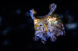 thelovelyseas:  Bobtail Squid (x)       