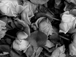 haustus:  dead roses 