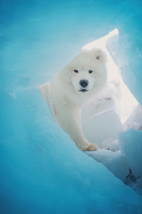 Porn Pics sitoutside:Samoyed or Polar Bear