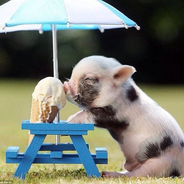 hiddensky:  Beyond cute🍦🐷 I want a pet pig by amandaofitness