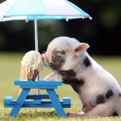 hiddensky:  Beyond cute🍦🐷 I want a pet pig by amandaofitness