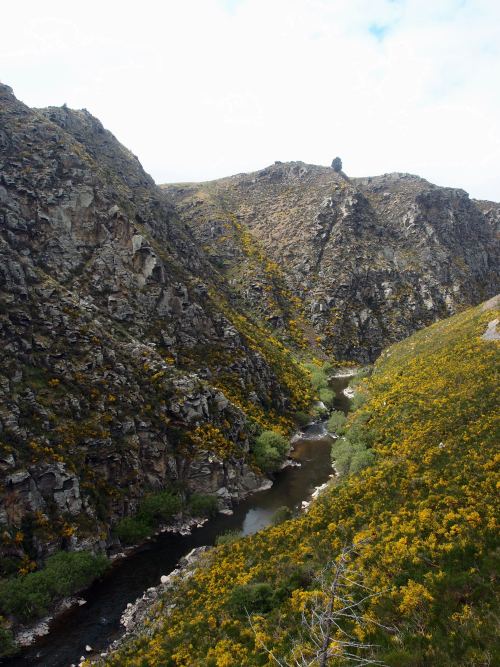 troglodytemakesthings:Broom in Otago, New Zealand - 2013