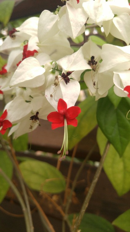 Clerodendrum thomsoniae is in the family Lamiaceae. Commonly known as bleeding heart vine, it is nat