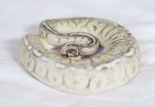 dogsignalfire:GOT EM BABY PICS! I hereby deem thee, Zero. :’) Super pastel cinnamon ball python.