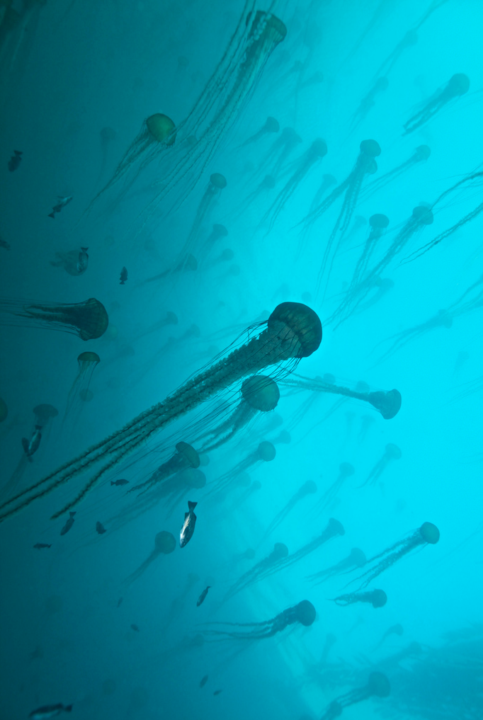 thelovelyseas:  An unexpected treat, hundreds of medusa’s/sea nettles, Surreal